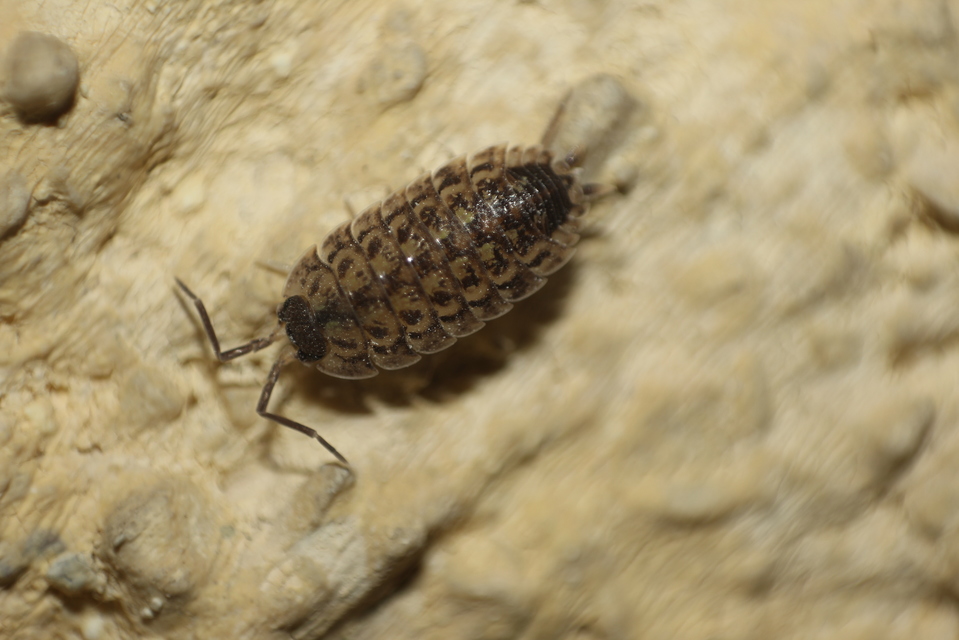 Porcellio spinicornis Porcellio spinicornis