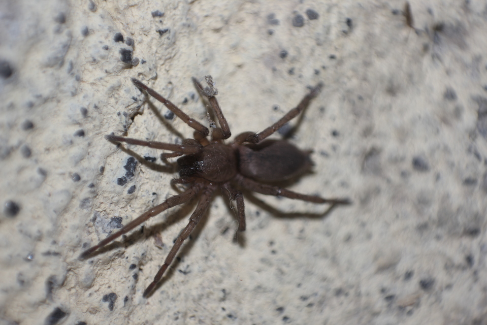 Gnaphosidae - kövipókok