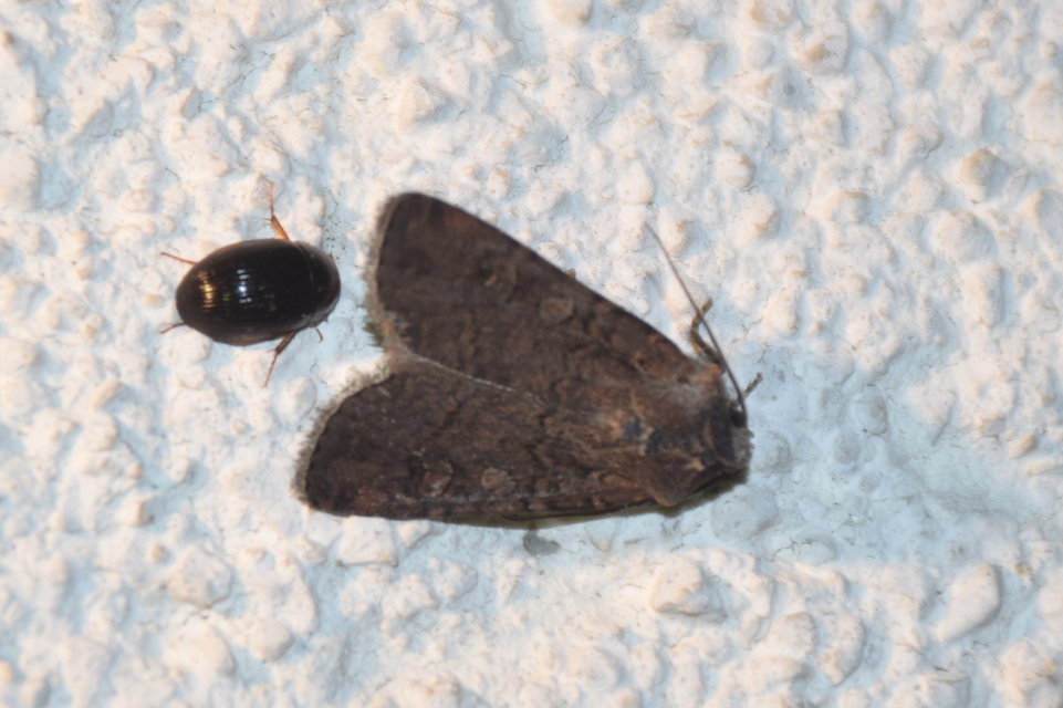 Hydrobius fuscipes - változékony csibor