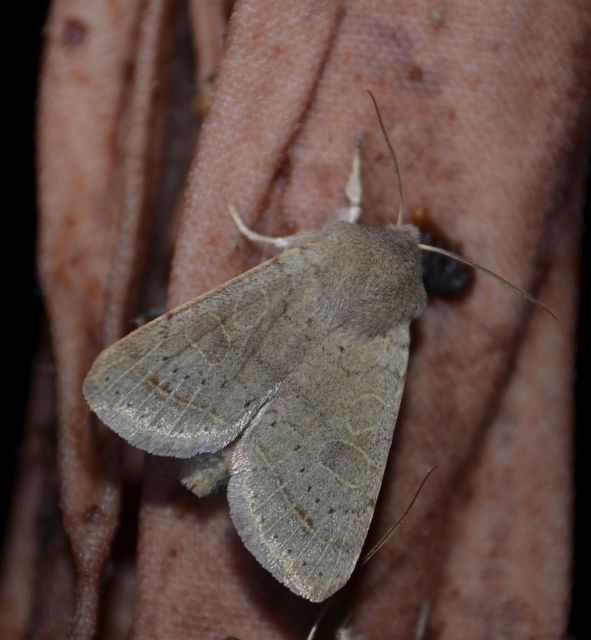 Orthosia cerasi - közepes barkabagoly