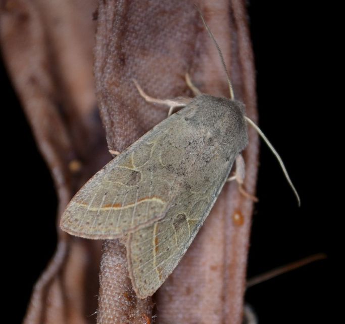 Orthosia cerasi - közepes barkabagoly