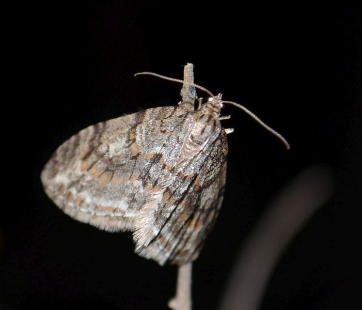 Trichopteryx polycommata - kőrisfa-lebenyesaraszoló