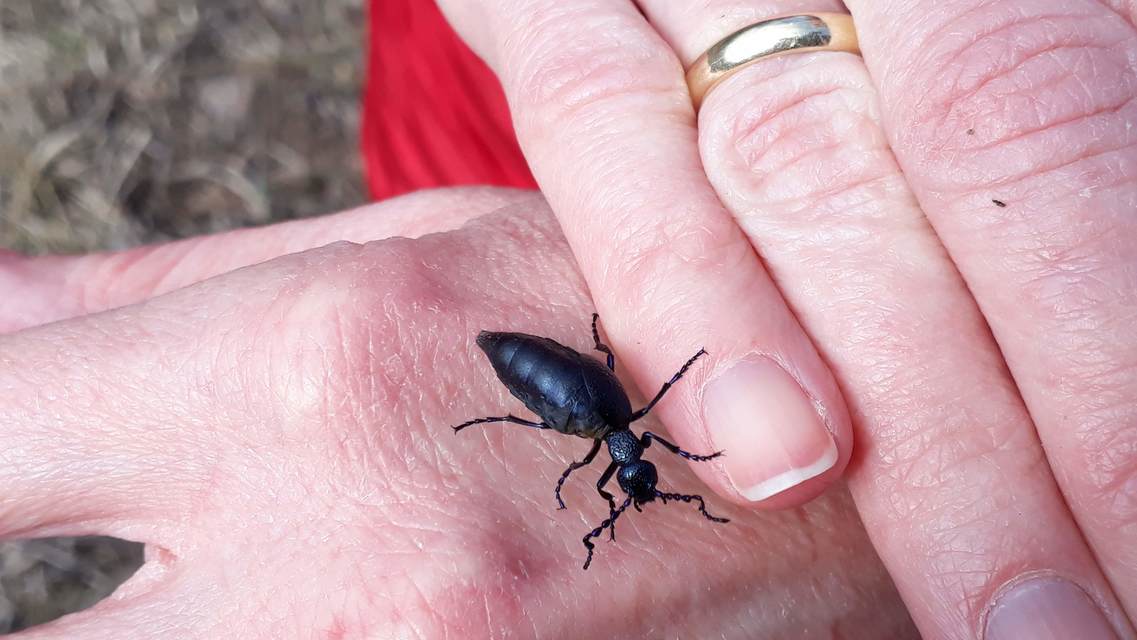 Meloe proscarabaeus - közönséges nünüke