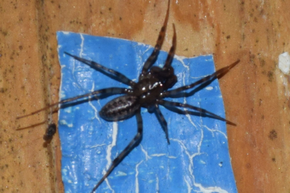 Linyphiidae - vitorláspókok