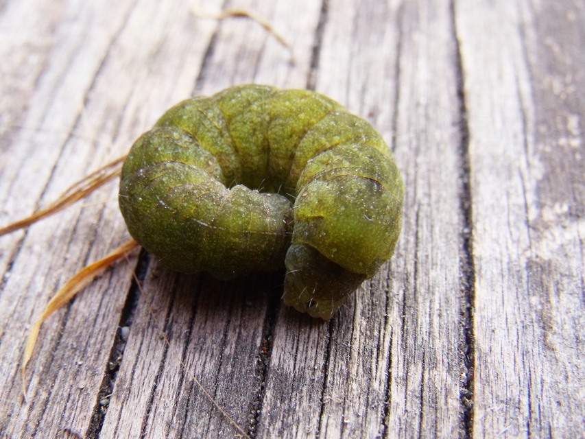 Phlogophora meticulosa - vándorló csipkésbagoly