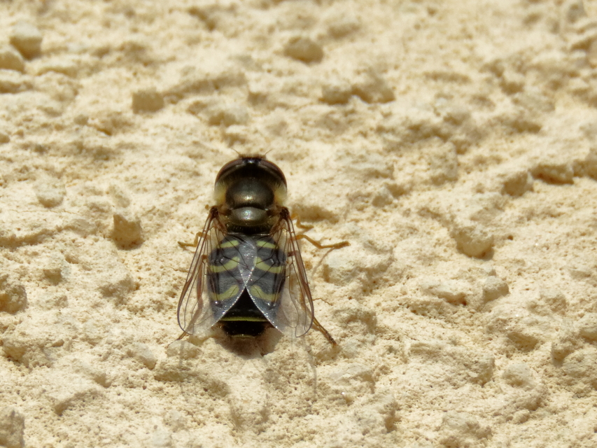 Scaeva