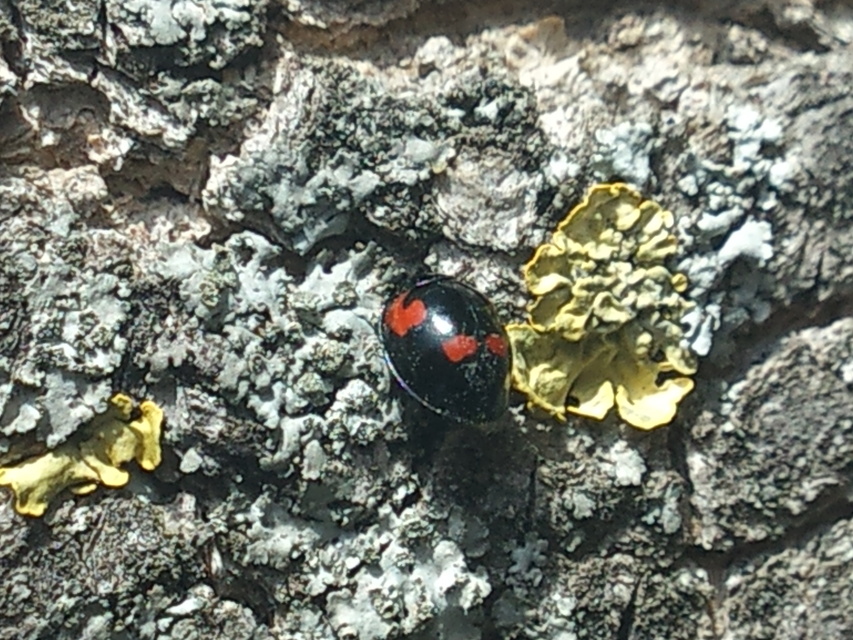 Exochomus quadripustulatus - négyfoltos szerecsenkata