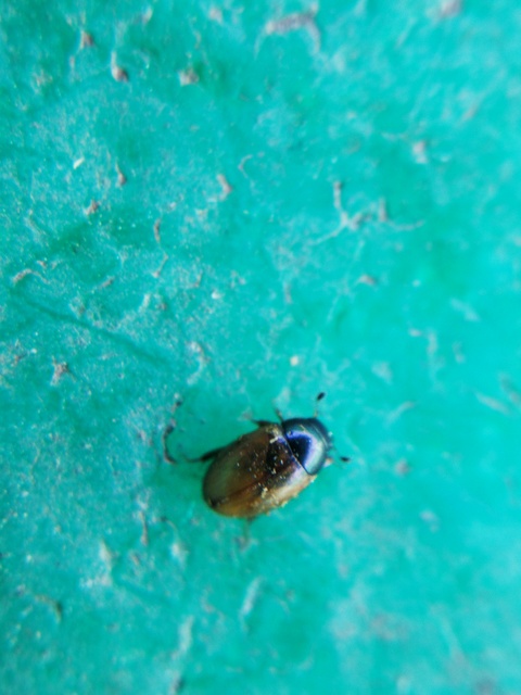 Cercyon Cercyon