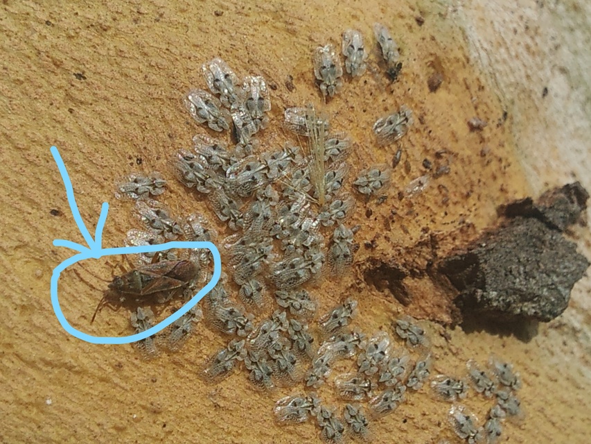 Arocatus longiceps - platánbodobács