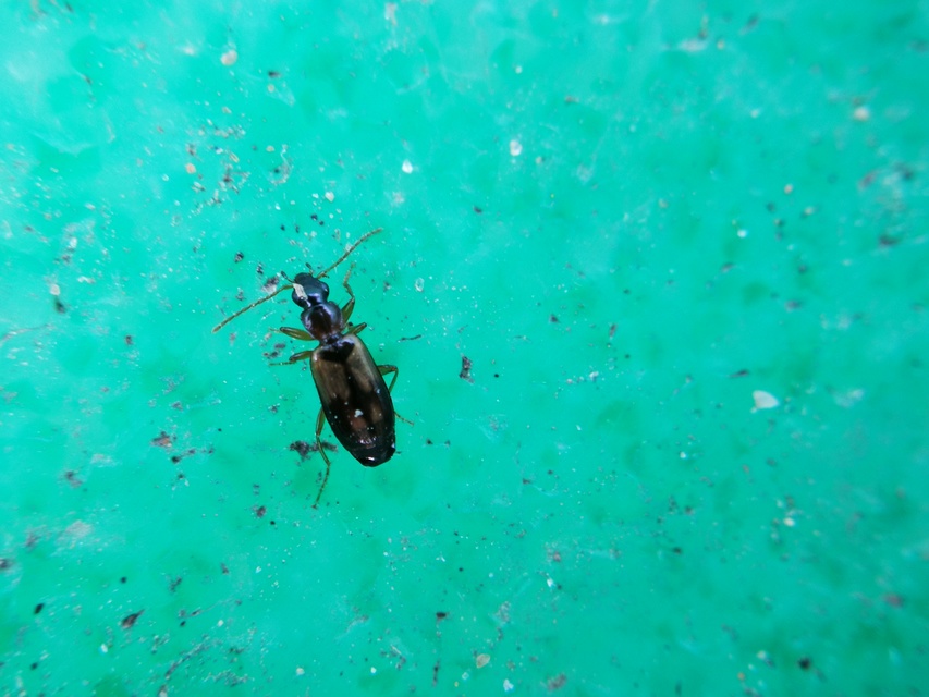 Philorhizus notatus - sárgavállú kéregfutó