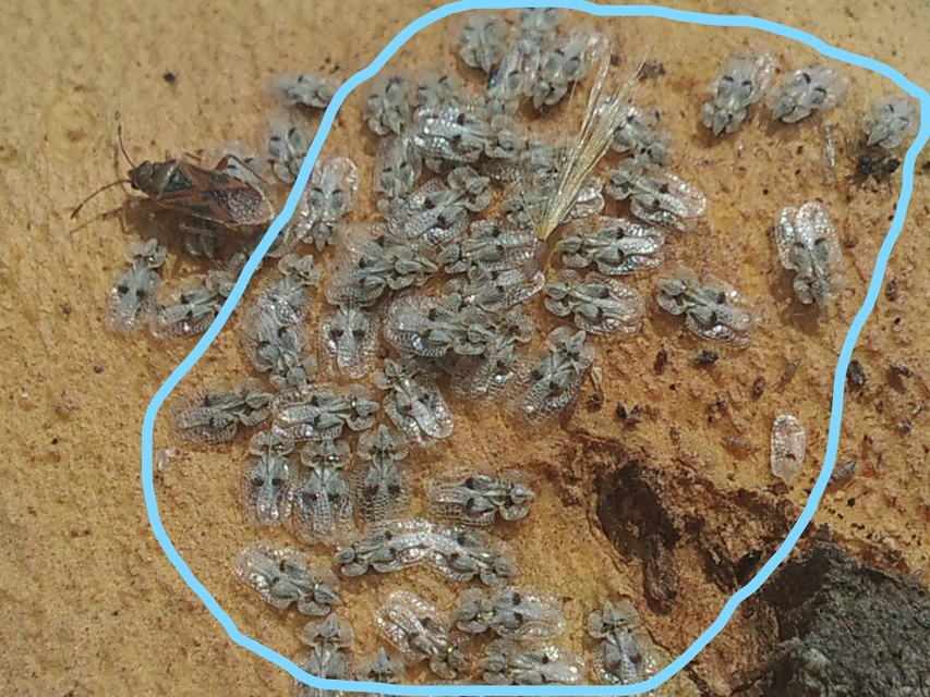 Corythucha ciliata - platán-csipkéspoloska
