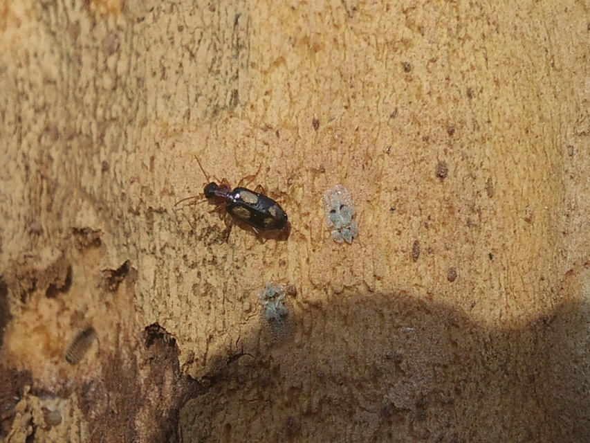 Dromius quadrimaculatus - négyfoltos kéregfutó