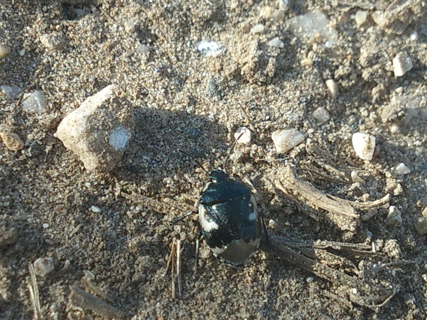 Tritomegas bicolor - foltos földipoloska