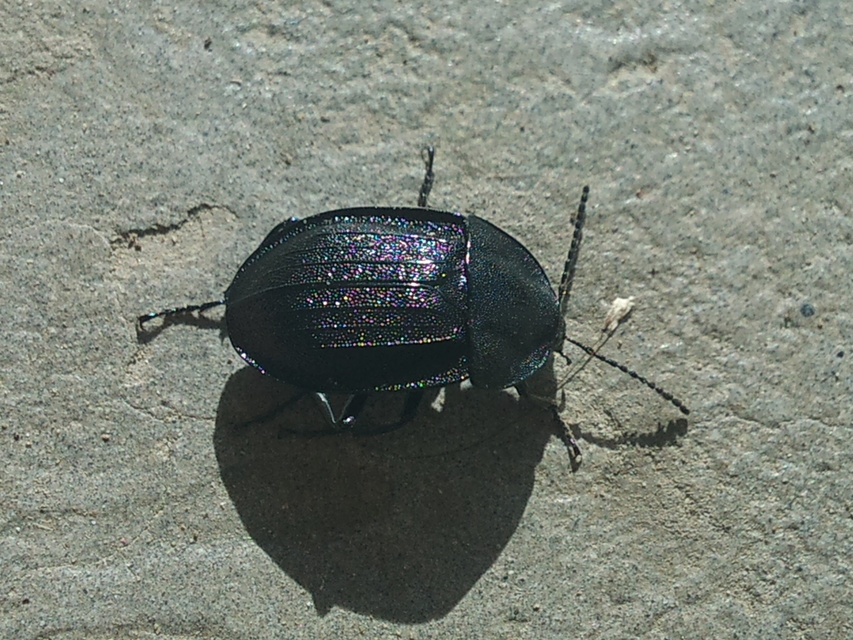 Phosphuga atrata - bordás csigarabló