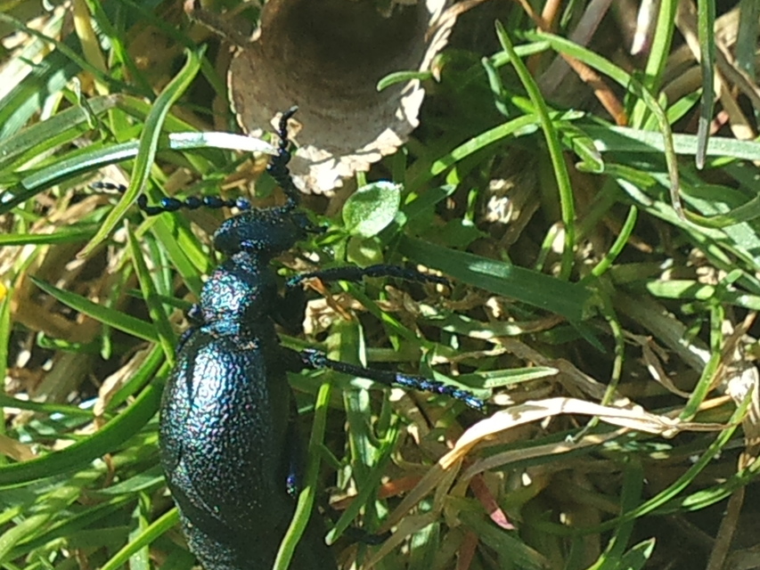 Meloe proscarabaeus - közönséges nünüke