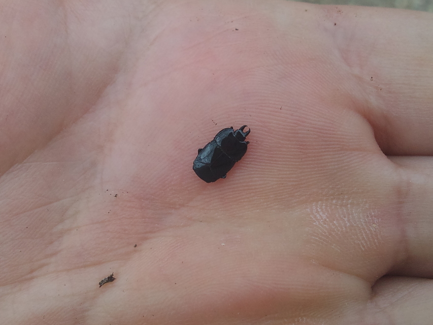 Hololepta plana - lemez-sutabogár