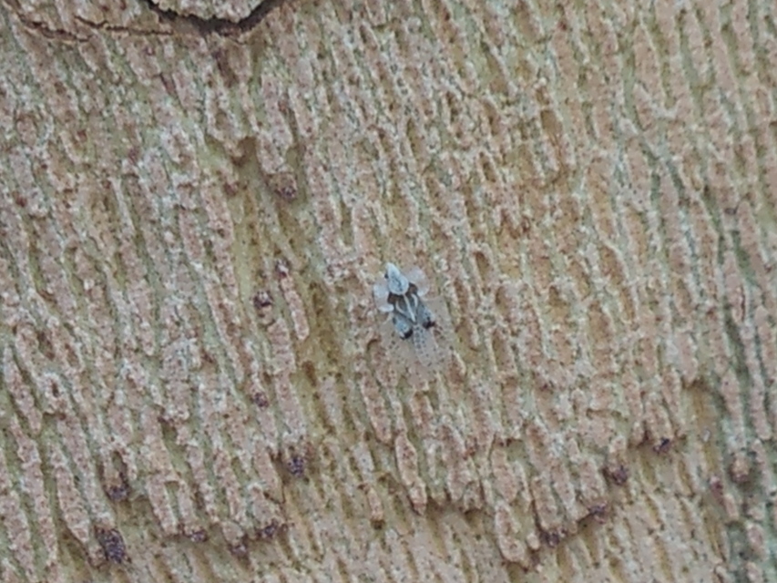 Corythucha ciliata - platán-csipkéspoloska