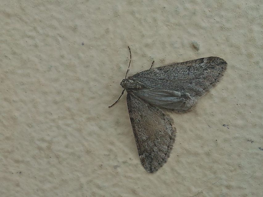 Alsophila aescularia - vadgesztenye-araszoló