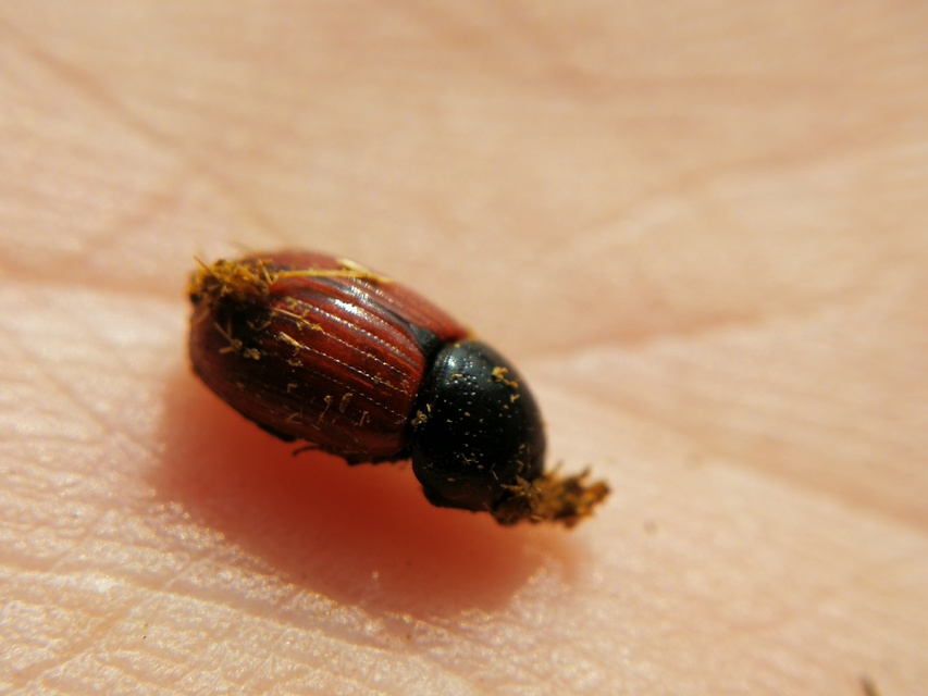 Aphodius fimetarius - feketehasú trágyabogár