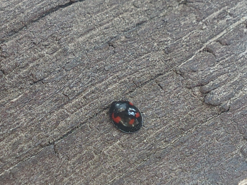 Exochomus quadripustulatus - négyfoltos szerecsenkata