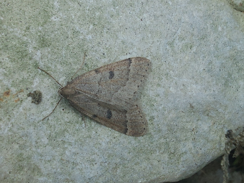 Theria rupicapraria - tavaszi kökényaraszoló
