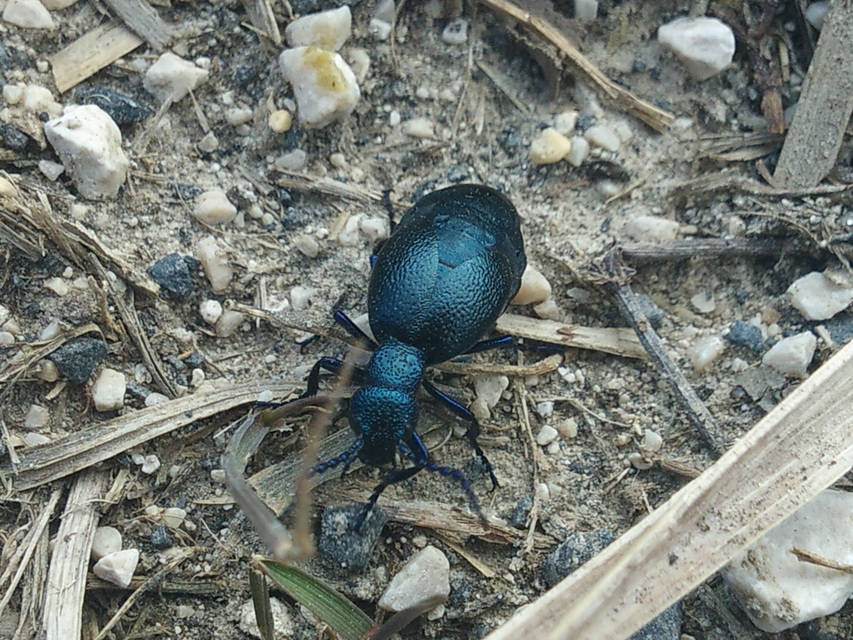 Meloe proscarabaeus - közönséges nünüke