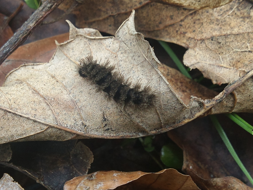Amata phegea - fehérpettyes álcsüngőlepke