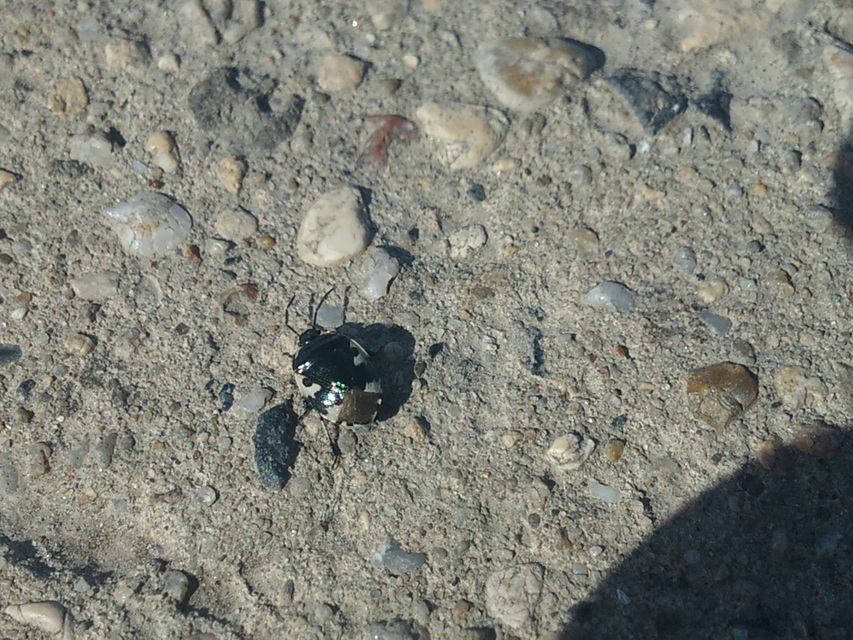 Tritomegas bicolor - foltos földipoloska