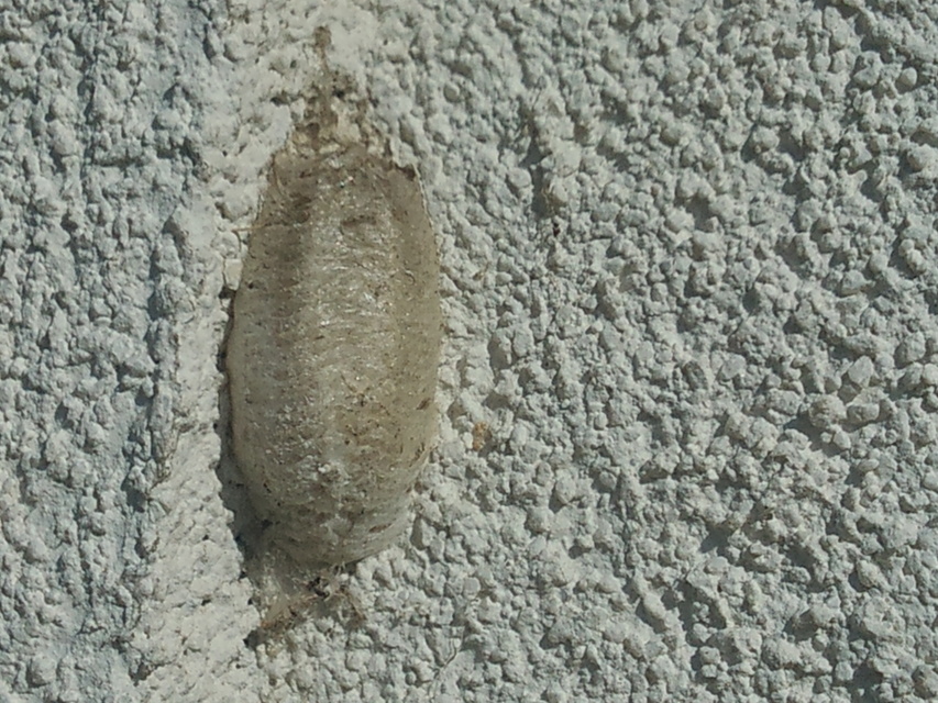 Mantis religiosa - imádkozósáska
