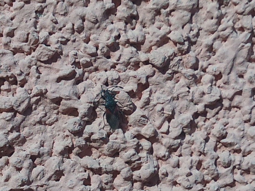 Oxycarenus lavaterae - hársbodobács