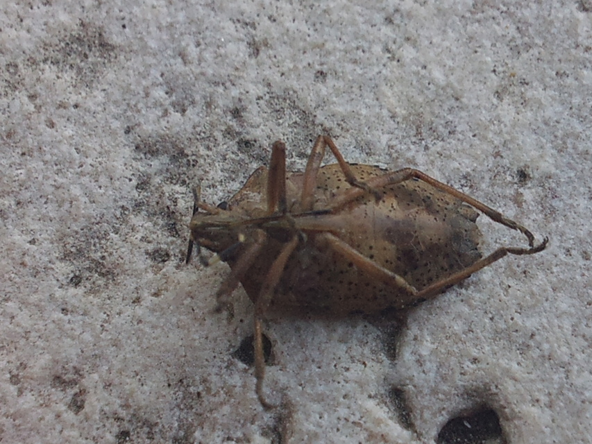Rhaphigaster nebulosa - bencepoloska