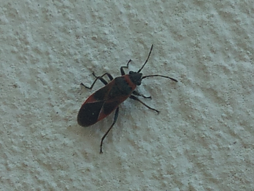 Arocatus