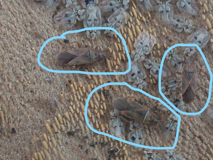 Arocatus longiceps - platánbodobács