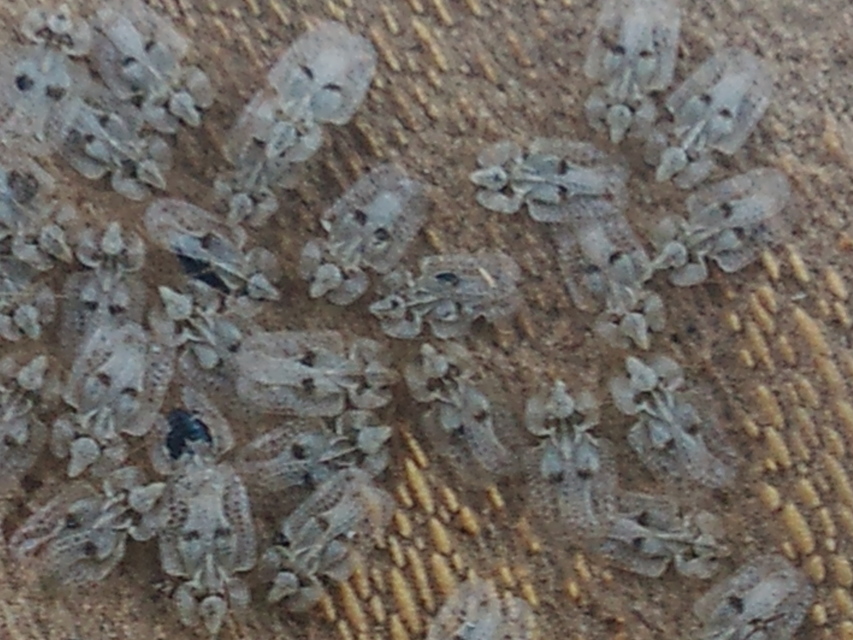 Corythucha ciliata - platán-csipkéspoloska
