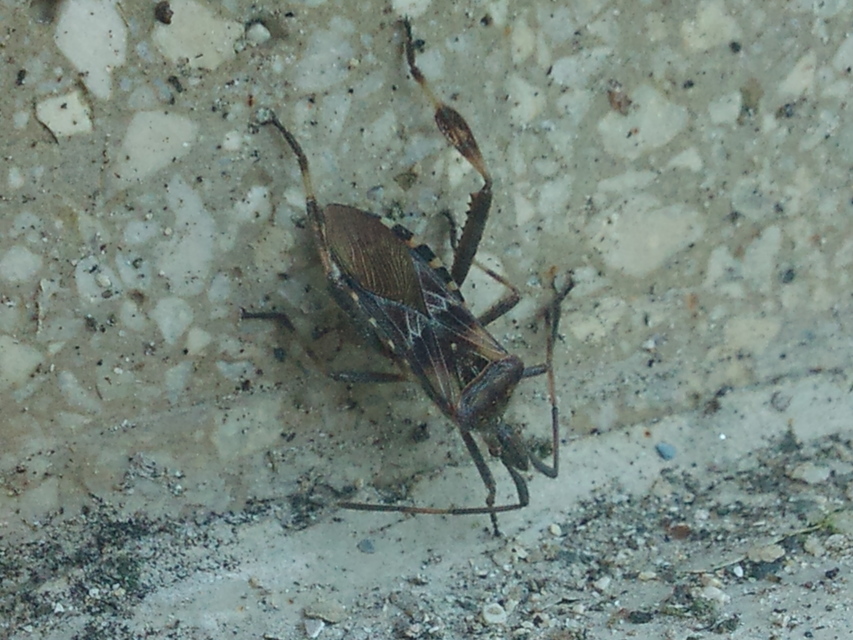 Leptoglossus occidentalis - nyugati levéllábú poloska