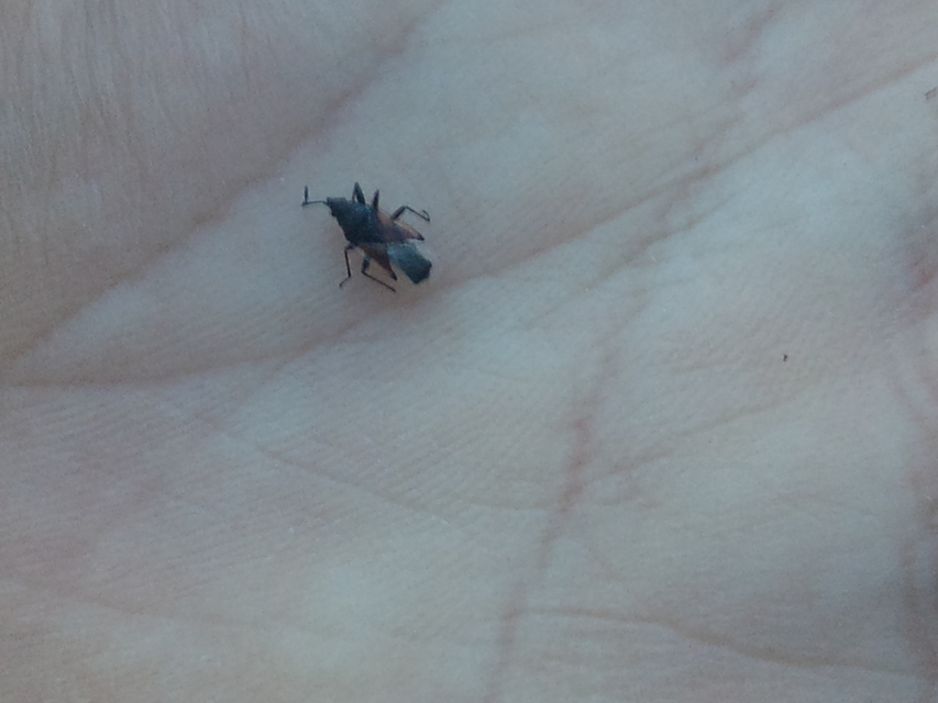 Oxycarenus lavaterae - hársbodobács