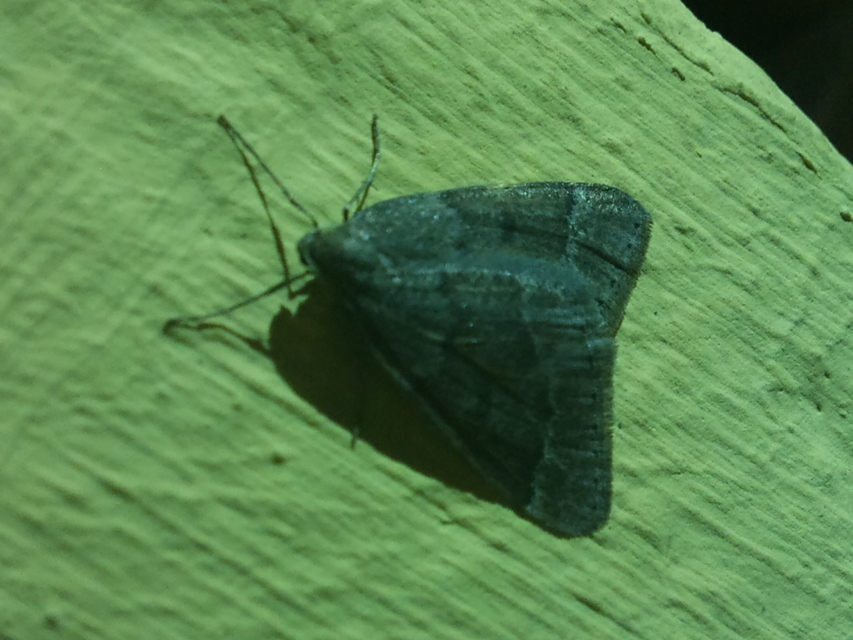 Theria rupicapraria - tavaszi kökényaraszoló