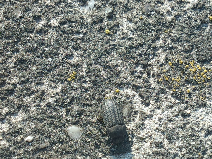 Opatrum sabulosum - sároshátú gyászbogár