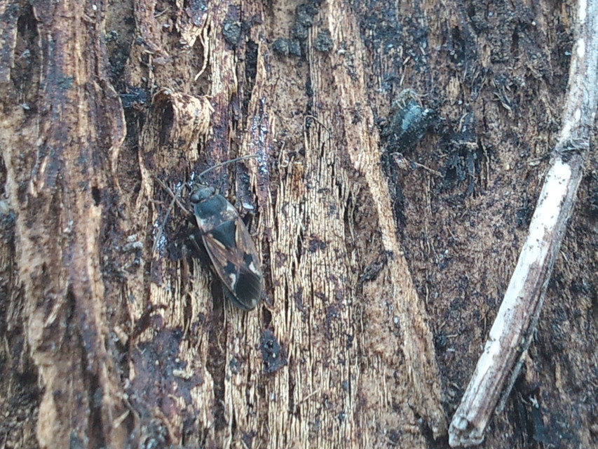 Rhyparochromus vulgaris - közönséges díszesbodobács
