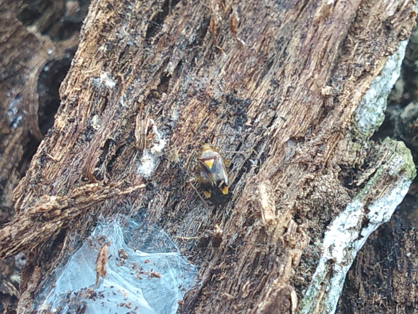 Liocoris tripustulatus - hárompettyes mezeipoloska