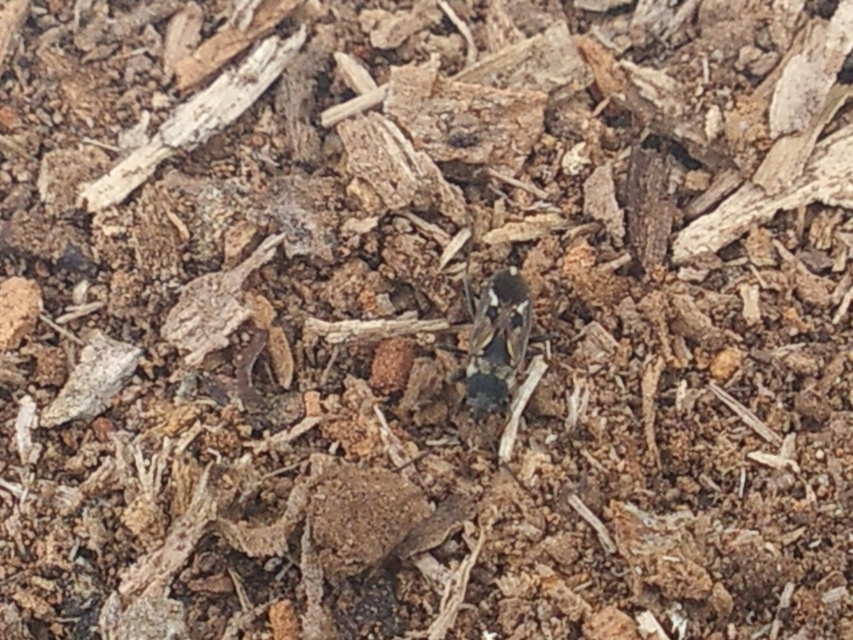 Rhyparochromus vulgaris - közönséges díszesbodobács