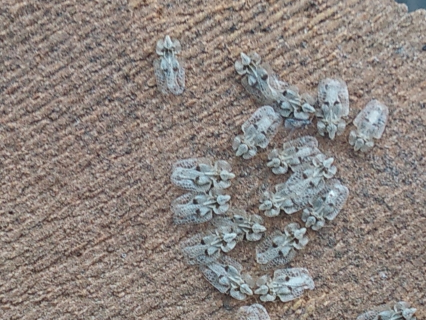 Corythucha ciliata - platán-csipkéspoloska