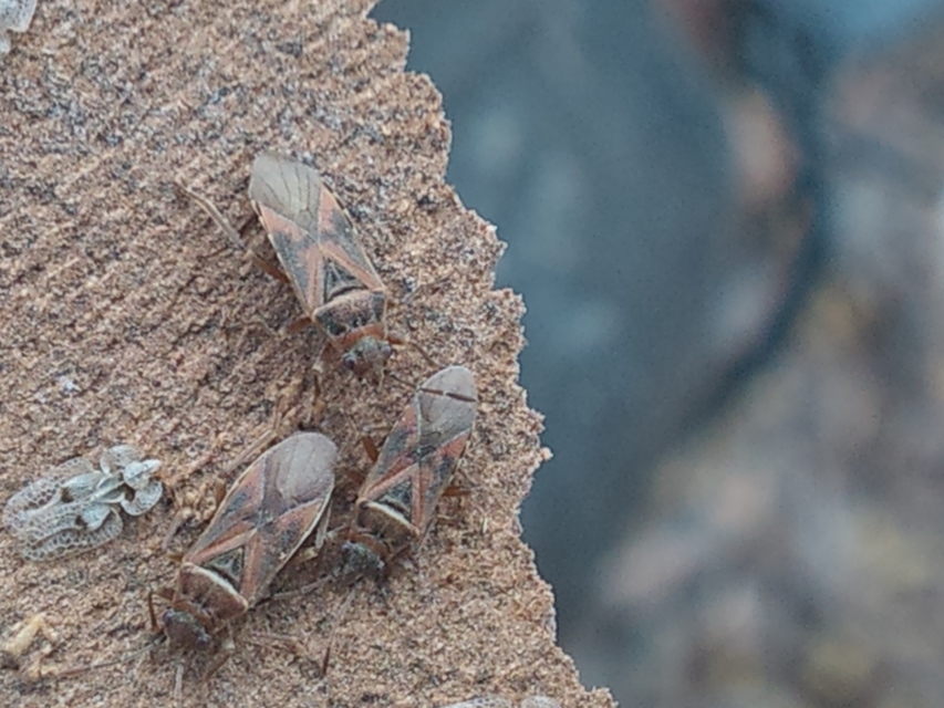 Arocatus longiceps - platánbodobács