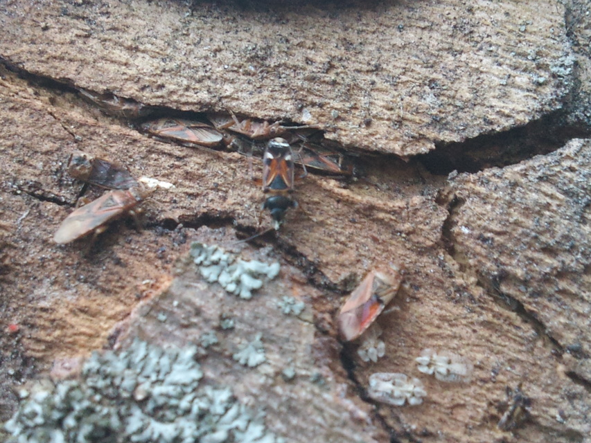Raglius alboacuminatus - tarka díszesbodobács