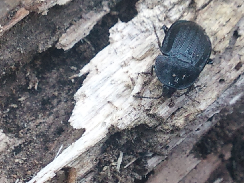Phosphuga atrata - bordás csigarabló