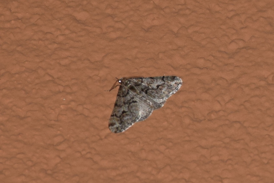Agriopis leucophaearia - tölgy-tavasziaraszoló