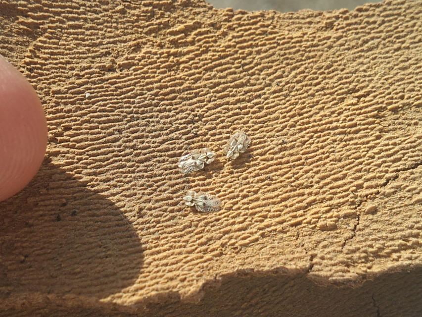 Corythucha ciliata - platán-csipkéspoloska