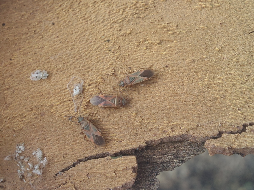 Arocatus longiceps - platánbodobács