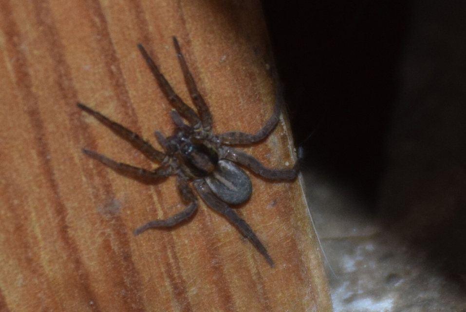 Trochosa robusta
