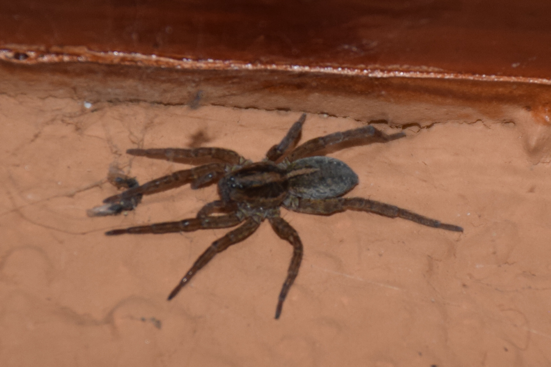 Trochosa robusta
